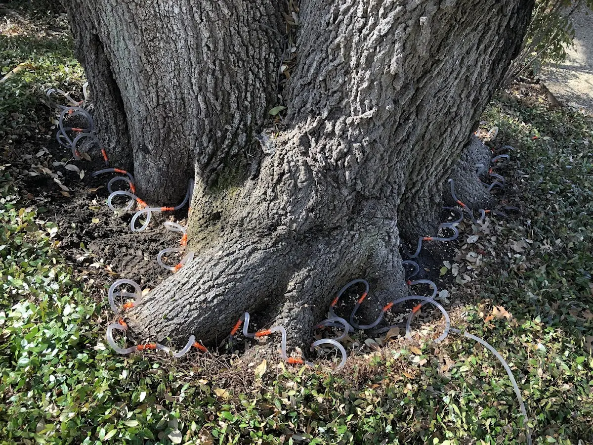 Detailed Tree Cabling and Bracing job site in Blocksburg
