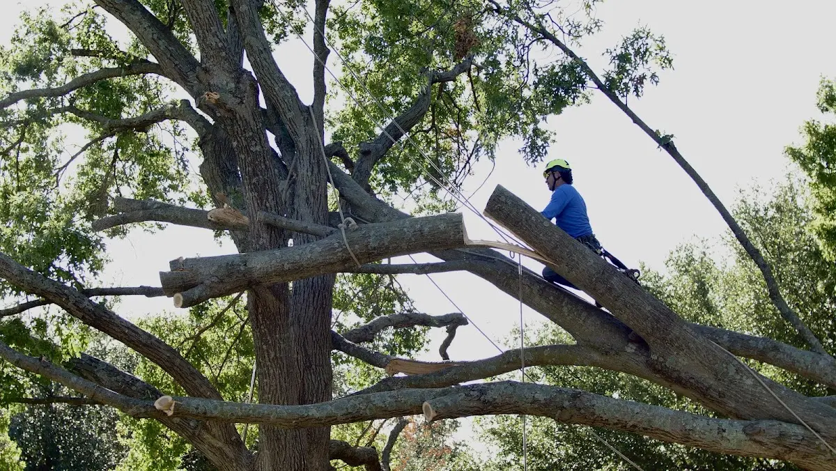 Professional Hazardous Tree Removal performed by certified arborists in Blocksburg