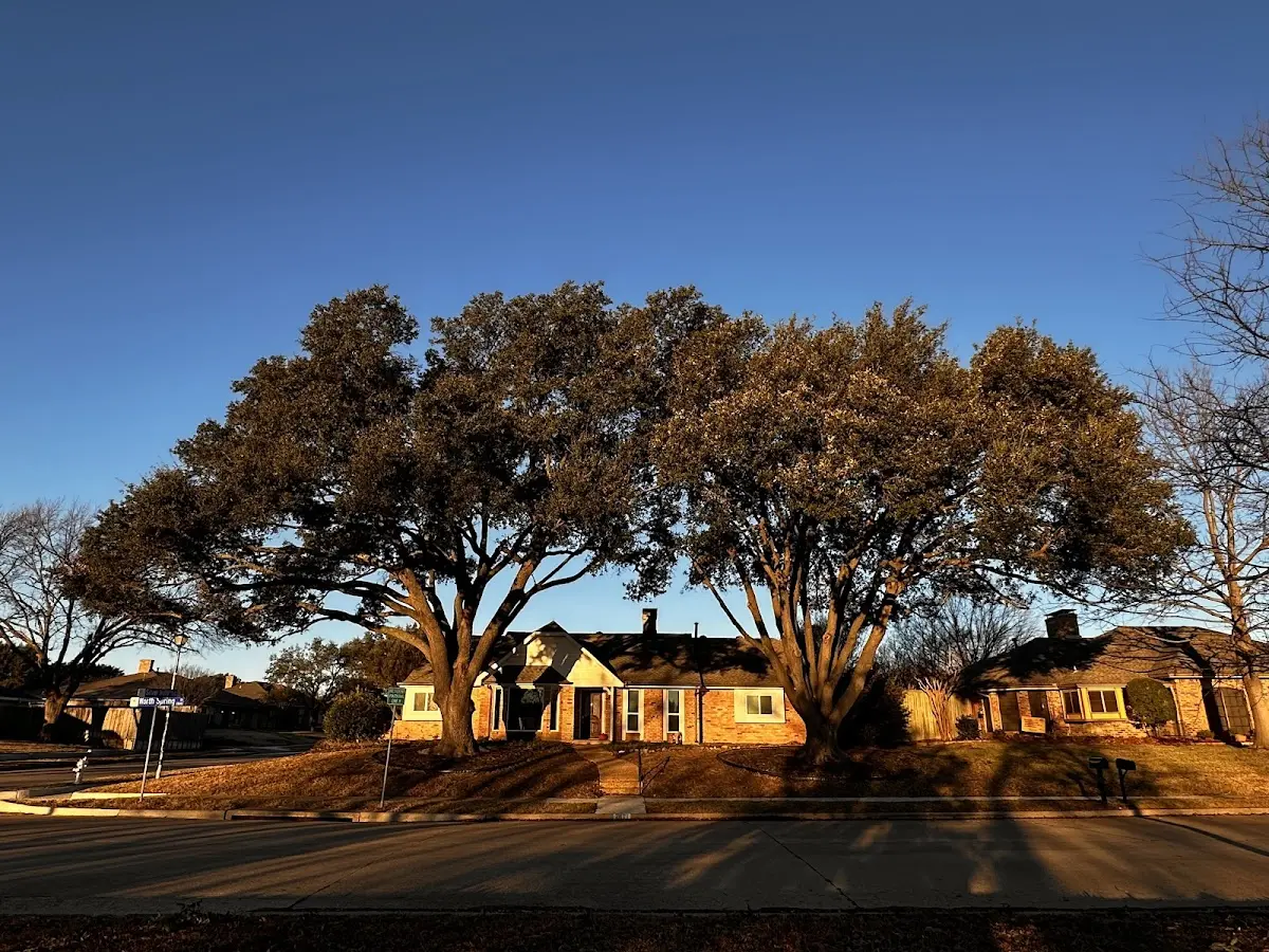 Established residential canopy tree shading a home in Blocksburg